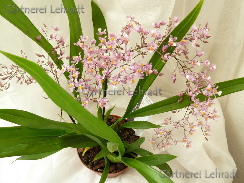 Oncidium ornithorhynchum
