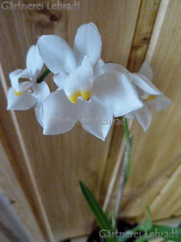 Osmoglossum pulchellum Osmoglossum pulchellum
