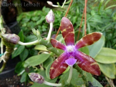 Phalaenopsis bastianii