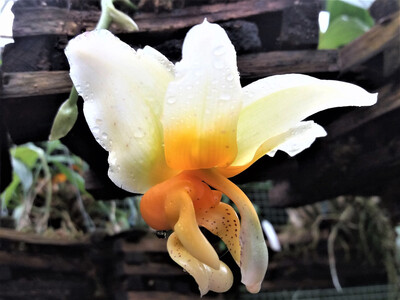 Stanhopea radiosa Stanhopea radiosa