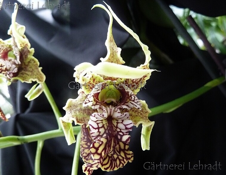Dendrobium spectabile Dendrobium spectabile