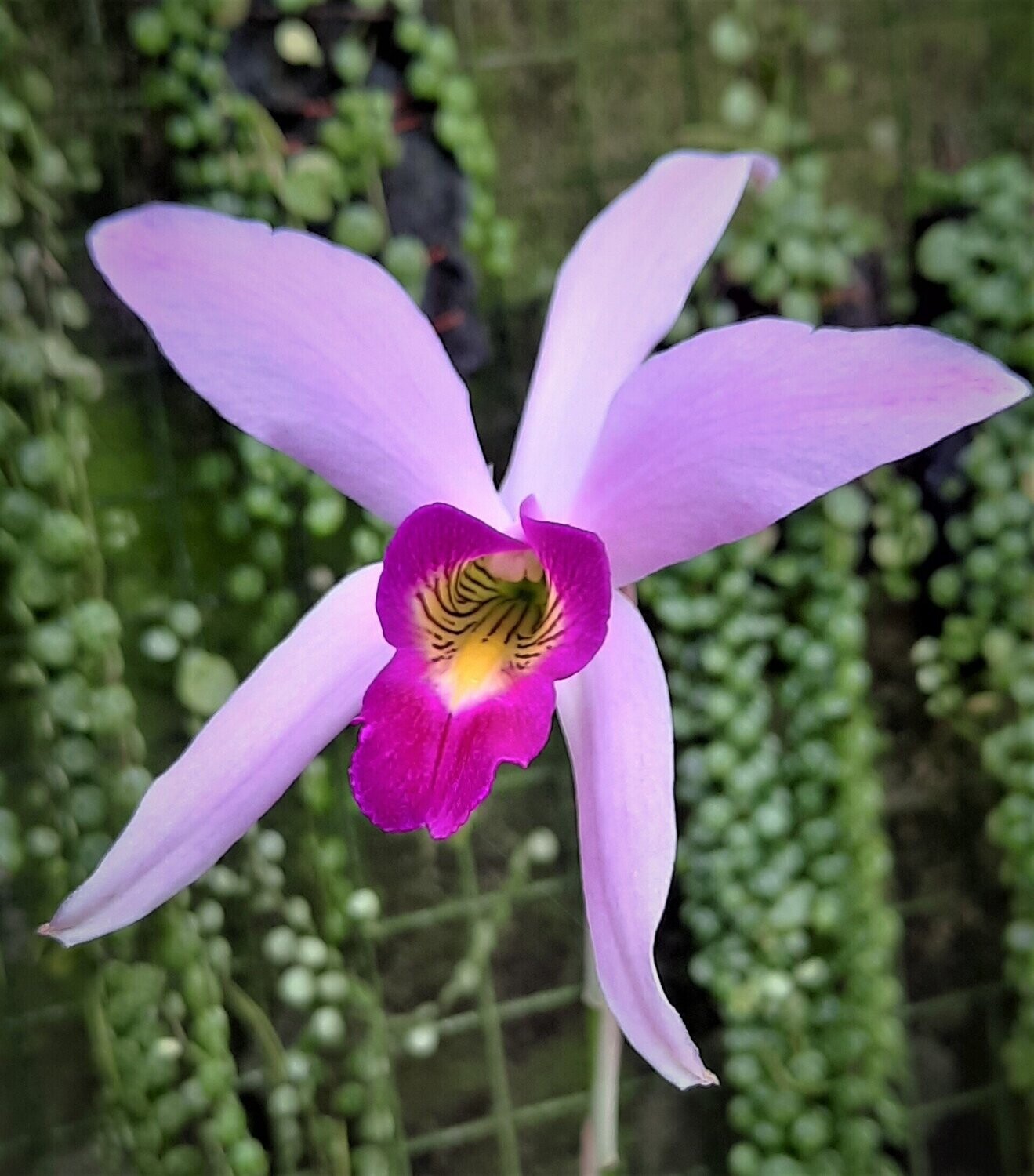 Laelia anceps Laelia anceps