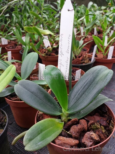 Aerangis spiculata