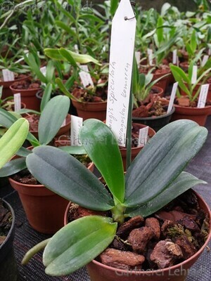 Aerangis spiculata Aerangis spiculata