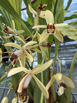 Coelogyne trinervis
