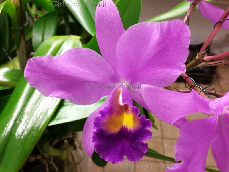 Cattleya bowringiana (Schaupflanze) Cattleya bowringiana (Schaupflanze)