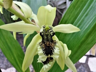 Coelogyne pandurata Coelogyne pandurata