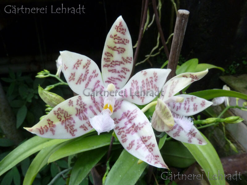 Phalaenopsis hieroglyphica Phalaenopsis hieroglyphica