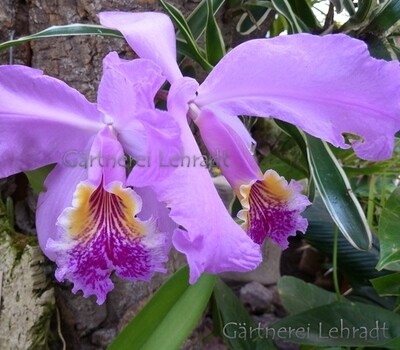 Cattleya lueddemanniana Cattleya lueddemanniana