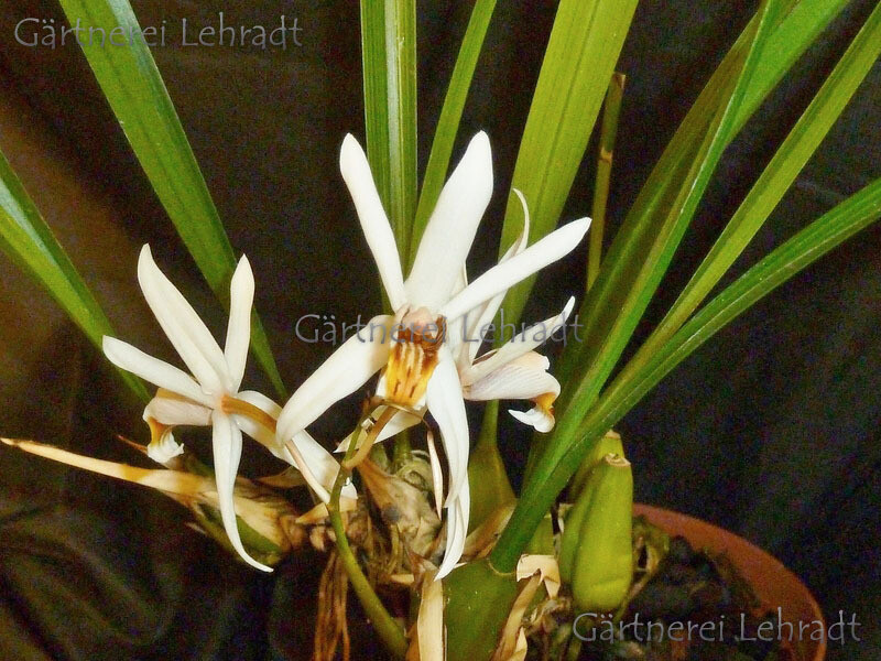 Coelogyne graminifolia