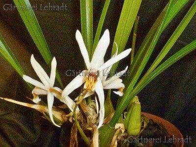 Coelogyne graminifolia Coelogyne graminifolia