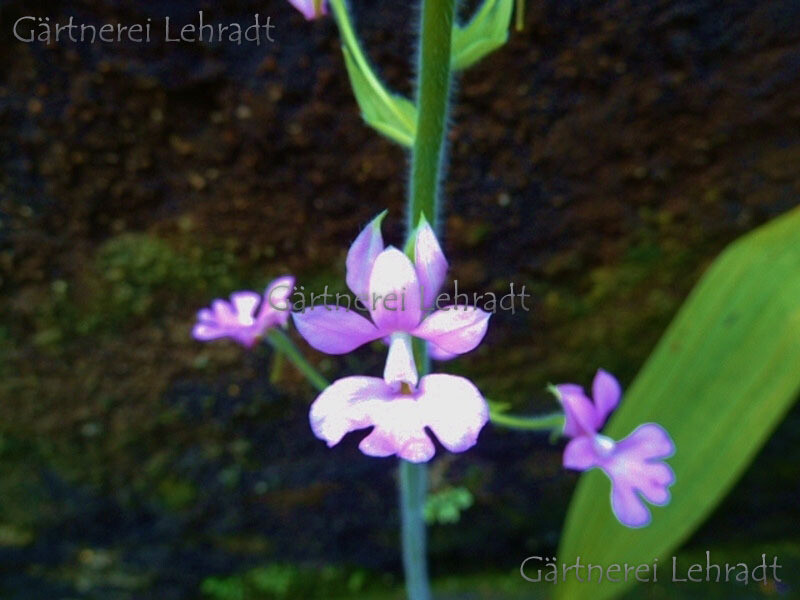 Calanthe rubens Calanthe rubens