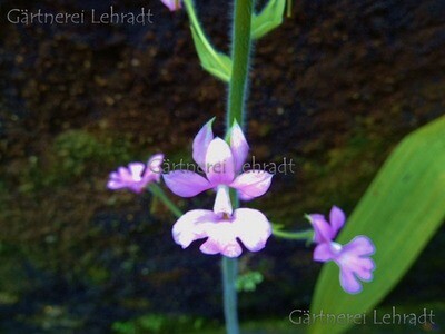 Calanthe rubens