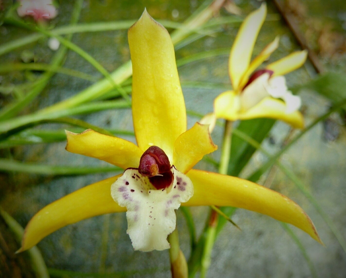 Maxillaria phoenicanthera Maxillaria phoenicanthera