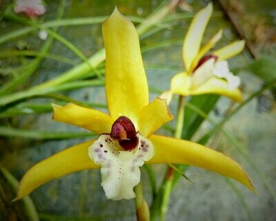 Maxillaria phoenicanthera Maxillaria phoenicanthera