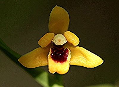 Maxillaria variabilis (gelb)