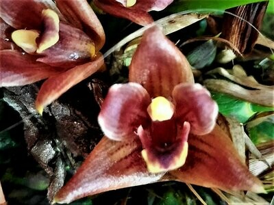 Maxillaria neophylla Maxillaria neophylla