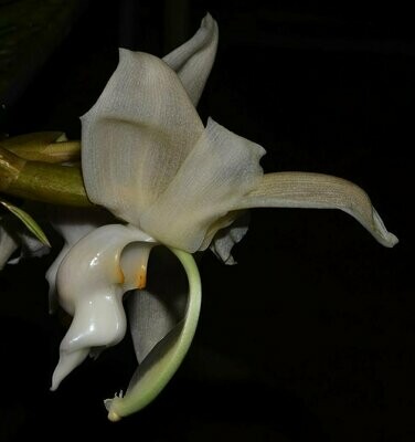 Stanhopea reichenbachiana Stanhopea reichenbachiana