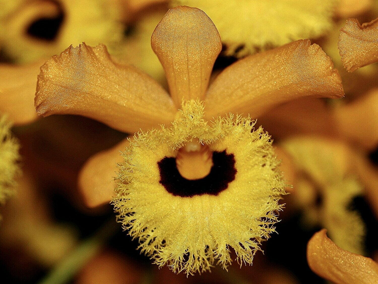 Dendrobium fimbriatum var. oculatum (Topf Ø 10cm) Dendrobium fimbriatum var. oculatum (Topf Ø 10cm)