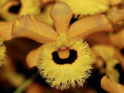 Dendrobium fimbriatum var. oculatum (Topf Ø 10cm) Dendrobium fimbriatum var. oculatum (Topf Ø 10cm)