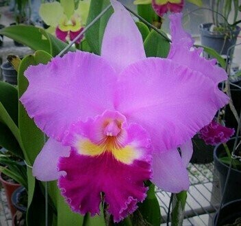 C) Rlc. Pamela Finney ,Calf'