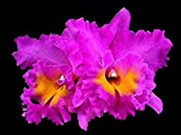 C) Rlc. Pink Empress 'Bright Sun' C) Rlc. Pink Empress 'Bright Sun'