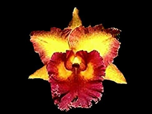 C) Rlc. Chomthong Fancy C) Rlc. Chomthong Fancy