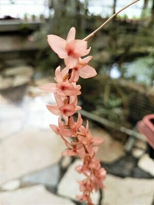 Dendrochilum hampelii Dendrochilum hampelii