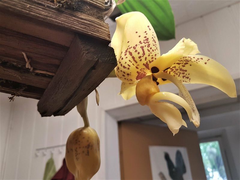 Stanhopea shuttleworthii