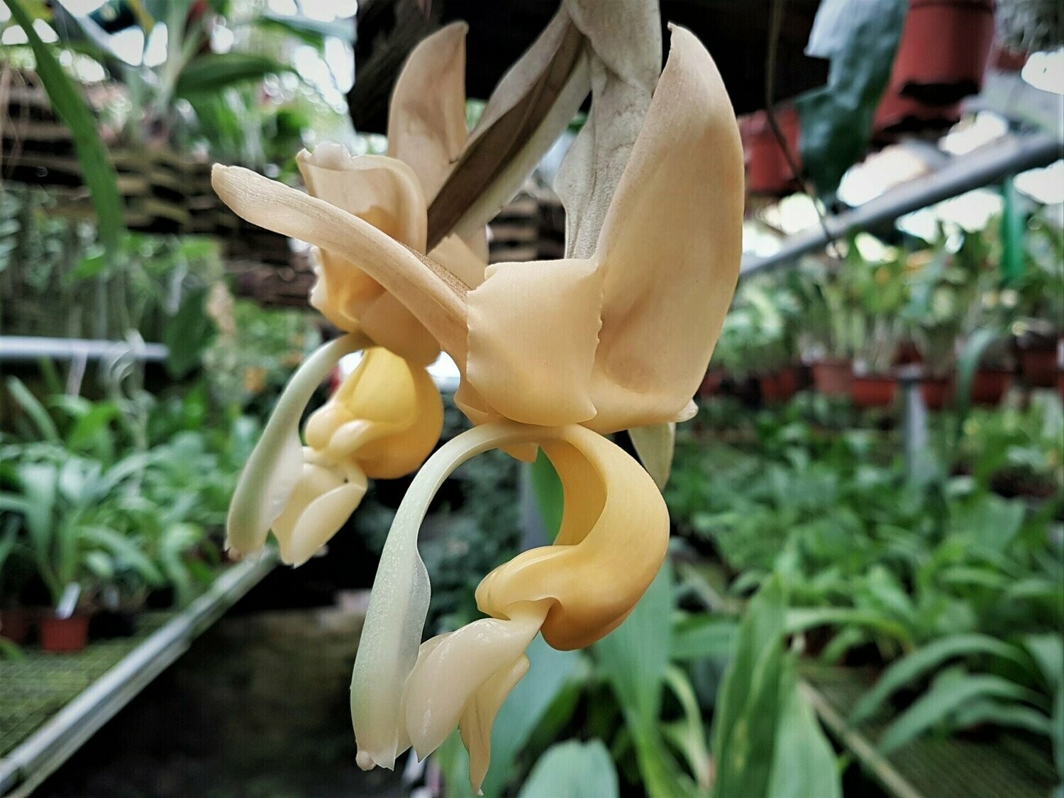 Stanhopea maduroi Stanhopea maduroi