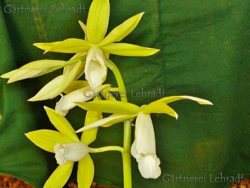 Phaius tankervilleae  'alba' (L)