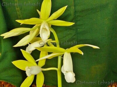 Phaius tankervilleae  'alba' (L)