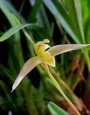 Maxillaria acuminata Maxillaria acuminata