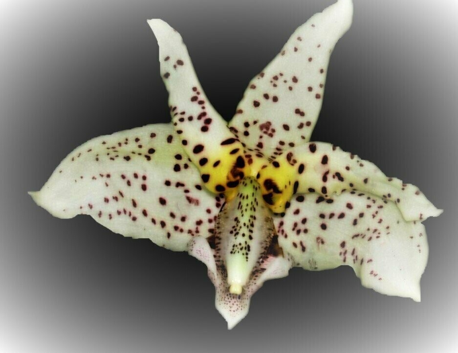 Stanhopea Yolanda Breck Stanhopea Yolanda Breck