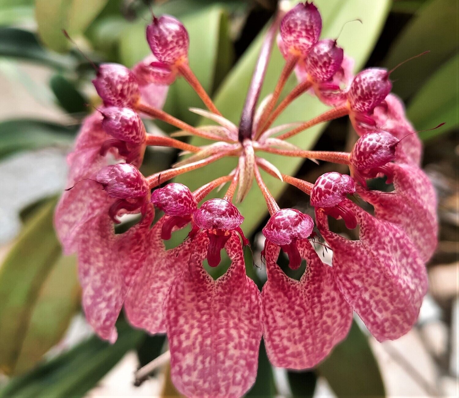 Cirrhopetalum eberhardtii (Bulbophyllum)