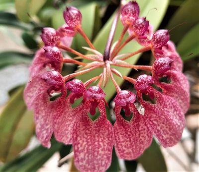 Cirrhopetalum eberhardtii (Bulbophyllum) Cirrhopetalum eberhardtii (Bulbophyllum)