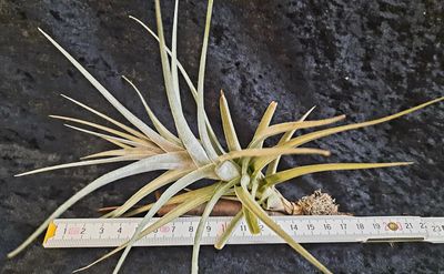 Tillandsia aeranthos var. griseus Tillandsia aeranthos var. griseus