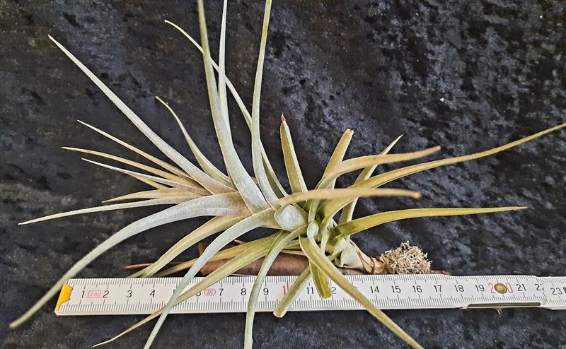 Tillandsia aeranthos var. griseus Tillandsia aeranthos var. griseus