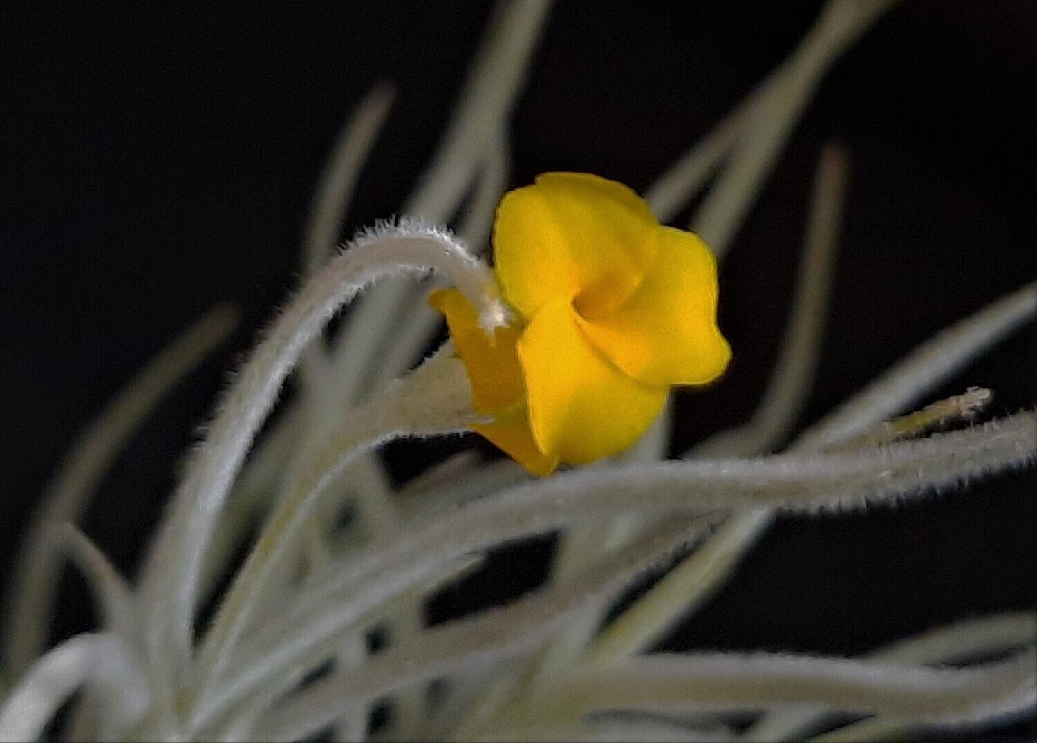 Tillandsia crocata - gelb Tillandsia crocata - gelb