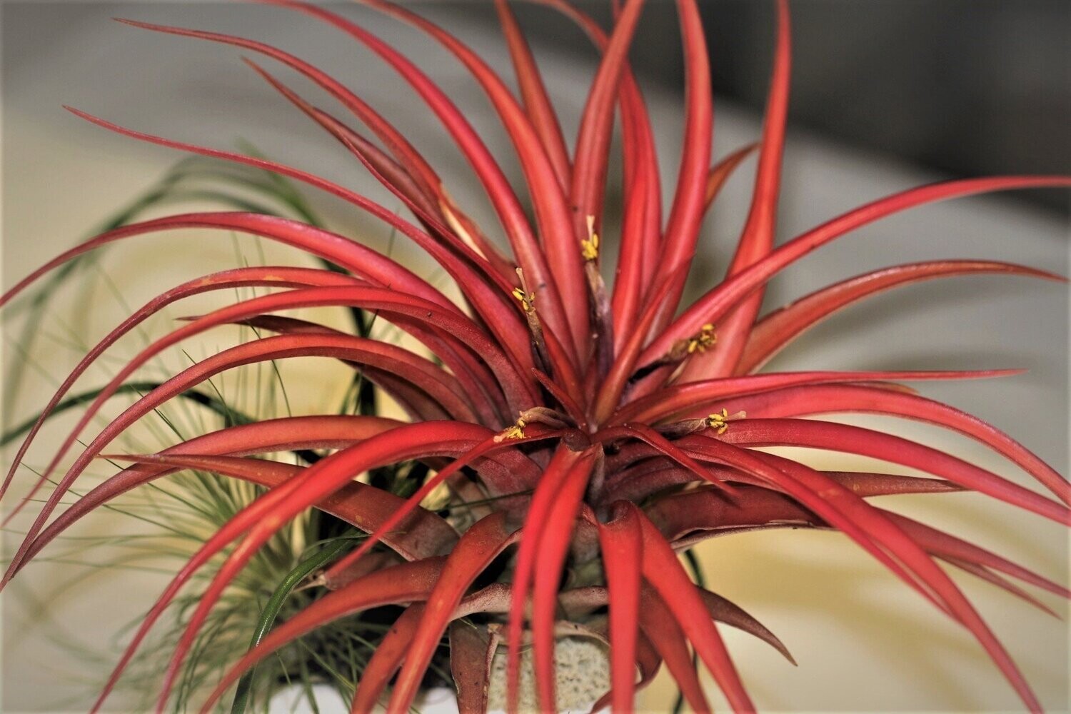 Tillandsia brachycaulos Tillandsia brachycaulos