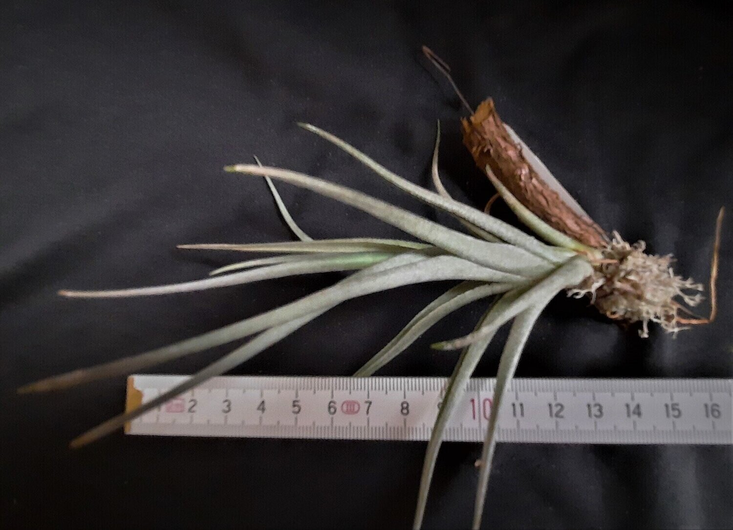 Tillandsia edithae x Till. albertiana Tillandsia edithae x Till. albertiana