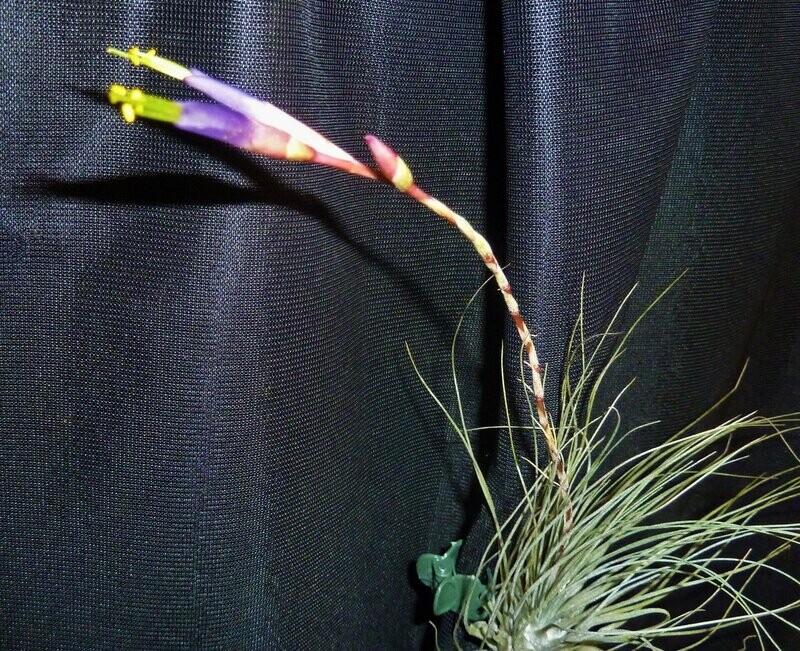 Tillandsia fuchsii gracilis Tillandsia fuchsii gracilis