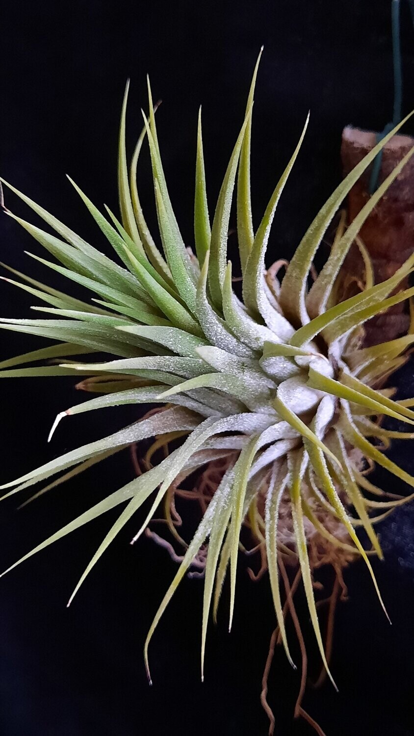 Tillandsia ionantha 'Gigantea' Tillandsia ionantha 'Gigantea'