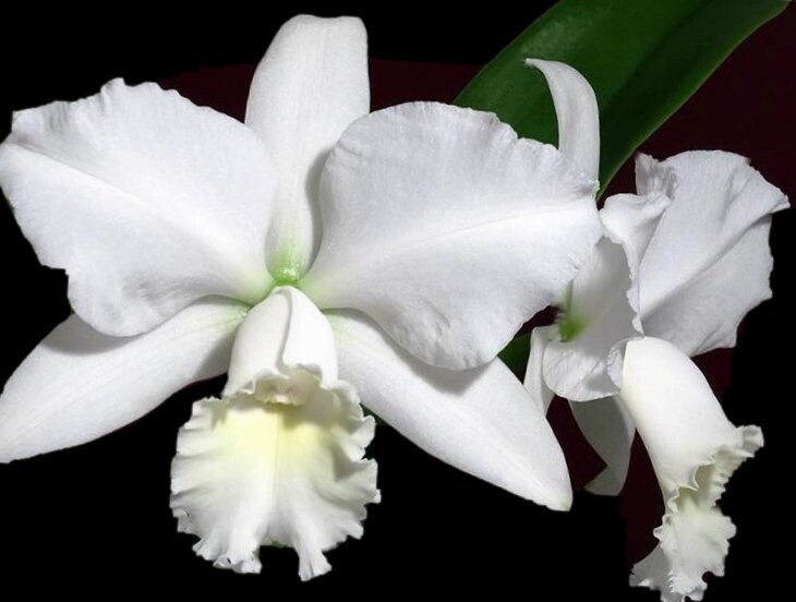 C)  Rlc. Hawaiian Wedding Song