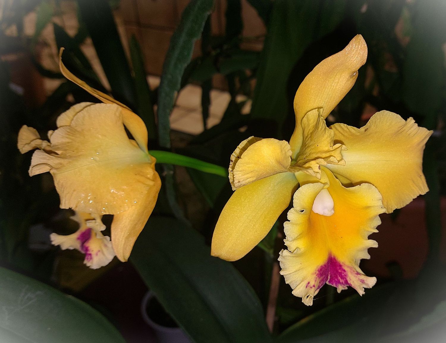 C) Rlc. Haw Yuan Gold x Rlc. Golden Zelle C) Rlc. Haw Yuan Gold x Rlc. Golden Zelle