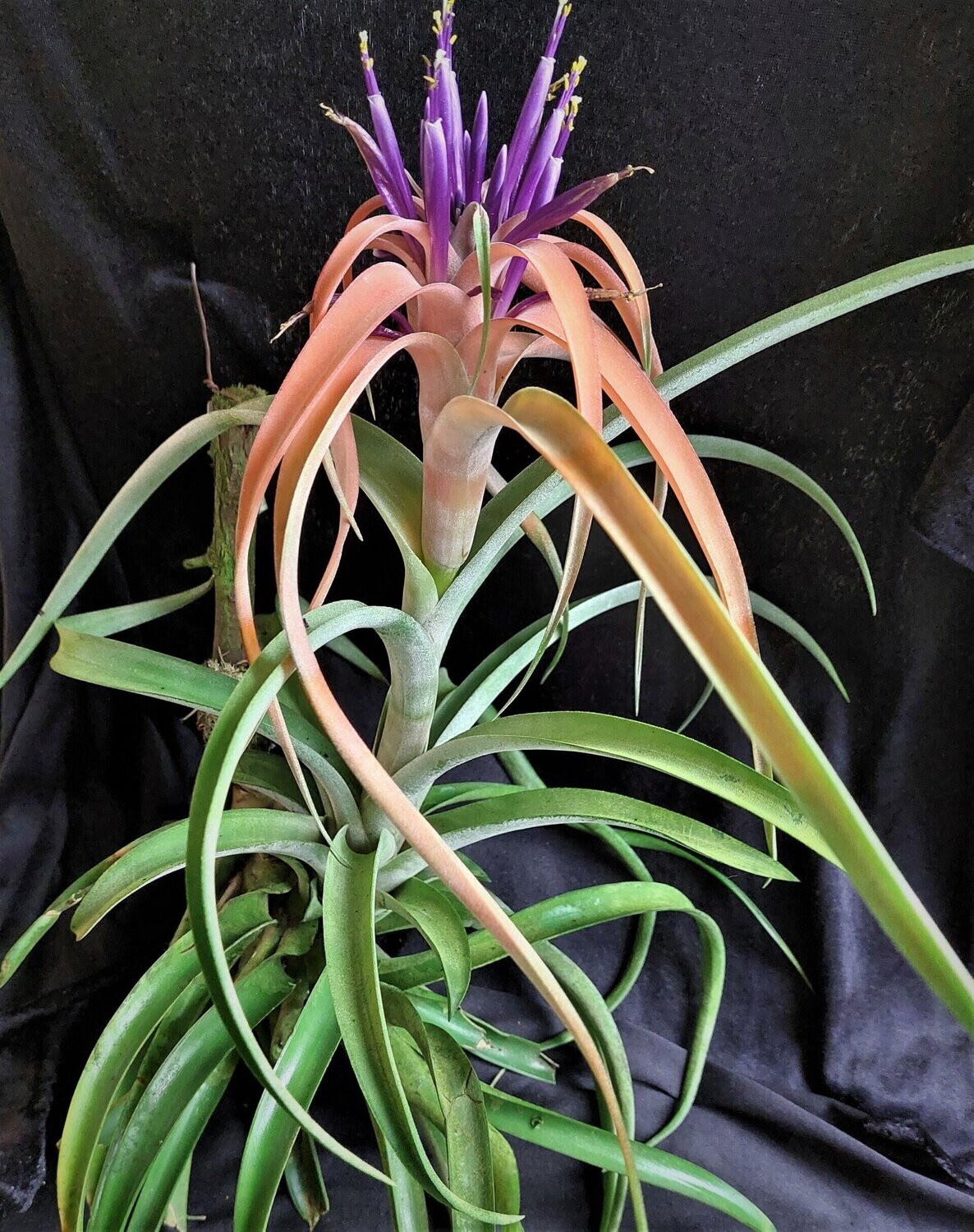 Tillandsia capitata Tillandsia capitata