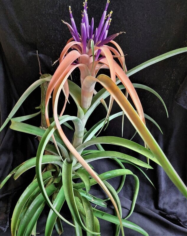 Tillandsia capitata Tillandsia capitata