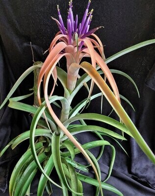 Tillandsia capitata Tillandsia capitata
