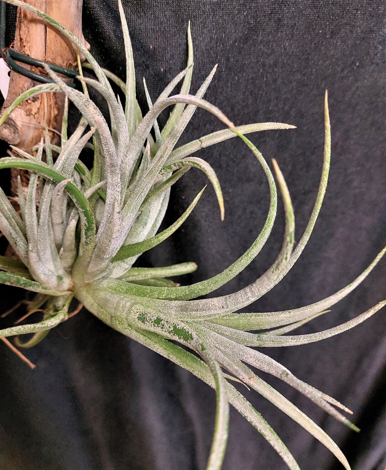 Tillandsia pueblensis Tillandsia pueblensis