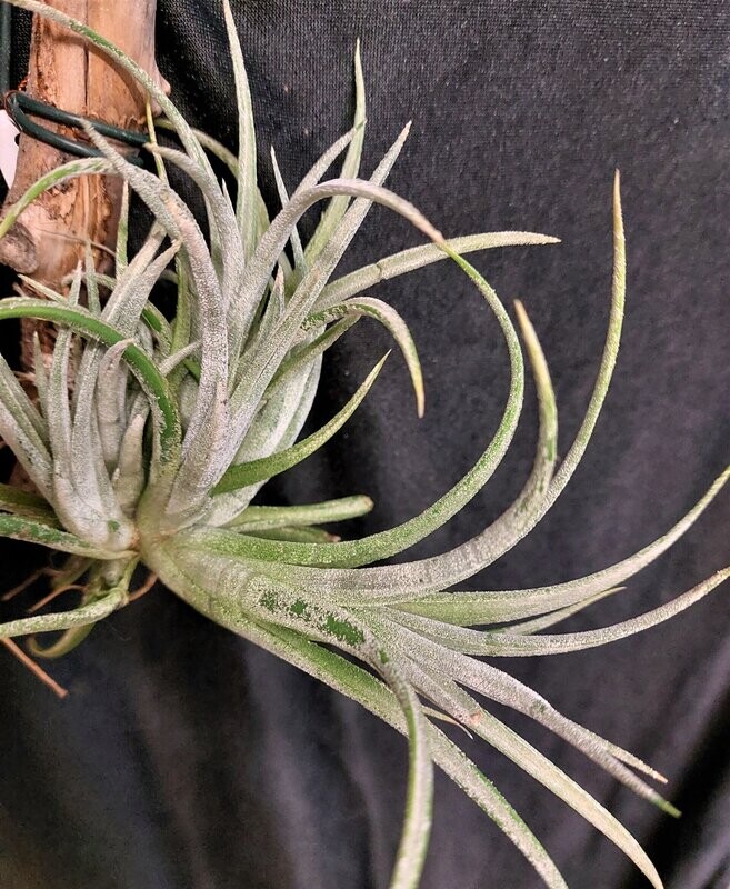 Tillandsia pueblensis Tillandsia pueblensis